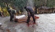 奉节吃瓜事件视频,一场网络热议背后的真相揭秘