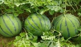 在线吃瓜今日吃瓜中心,揭秘娱乐圈最新热点事件