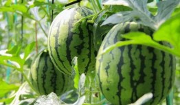 在线吃瓜今日吃瓜中心,揭秘娱乐圈最新热点事件