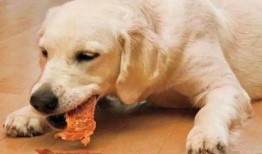 拿盆吃瓜的狗,捕捉一只拿盆吃瓜的萌犬瞬间