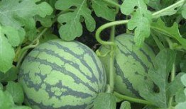 怀孕吃生瓜,生瓜的食用与注意事项