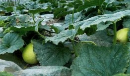 松瓜咋吃,探索松瓜的多样美味