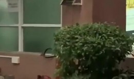 苏州吃瓜新闻,揭秘当地热点事件背后的故事