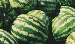 八带吃瓜,八带海怪与神秘瓜果的奇幻之旅