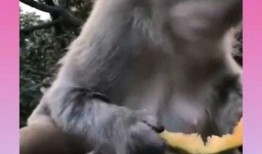 猴子吃瓜配乐,猴子吃瓜配乐背后的故事