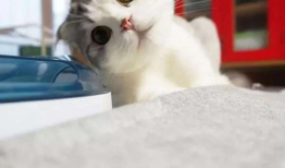 吃瓜小猫背影头像,窥探网络潮流的可爱身影