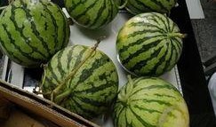 德阳班级群吃瓜,一场别开生面的“吃瓜”盛宴