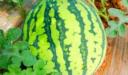 吃瓜网还有啥网,网络舆论场的新势力