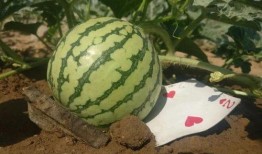 现在就出发吃瓜,畅享夏日吃瓜盛宴