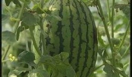 太仓吴江区吃瓜,夏日吃瓜盛宴，品味江南水乡清凉一夏