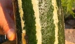 如何知道瓜熟了没有吃,如何判断瓜果是否成熟