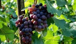 吃货主播瓜葡萄,解锁味蕾新体验