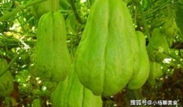 血糖高可不可以吃佛手瓜,佛手瓜，适宜的绿色选择？