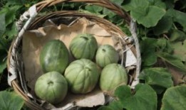 甘南密瓜怎么吃,甘南密瓜的多彩食法探索