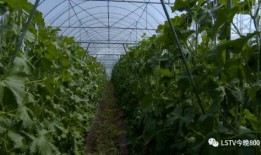 西昌昭觉吃瓜,瓜果飘香，品味夏日田园风情