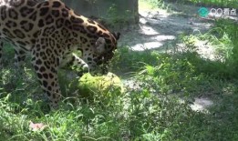 嗷大猫吃瓜,揭秘娱乐圈幕后故事