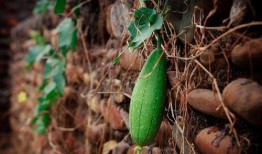 小满吃瓜是什么,探寻传统节气中的美食文化