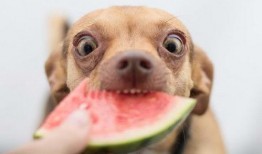 狗狗水里吃瓜,狗狗欢乐戏水瞬间