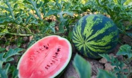 万柏林吃瓜,揭秘当地美食文化盛况