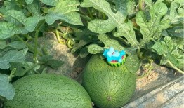 大瓜吃新瓜,揭秘娱乐圈新鲜热辣事件