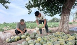 马庄吃瓜,一场别开生面的夏日盛宴