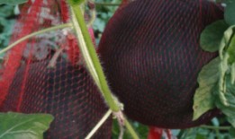 儋州人民吃瓜,探寻儋州人民独特的“吃瓜”文化