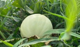 吃瓜没吃出味道,揭秘无味瓜果背后的真相