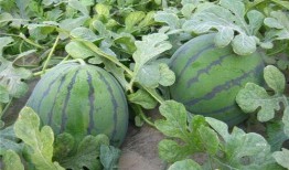 瓜农吃瓜黑料,揭秘背后真相与争议