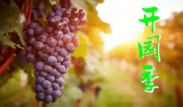 吃货主播瓜葡萄,解锁味蕾新体验