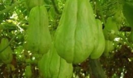 吃佛手瓜还可以吃海带吗,健康搭配，美味双享