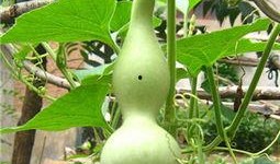 小孩吃瓠瓜,瓠瓜营养美味，助力健康成长