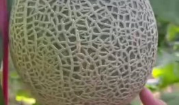 春季吃海南蜜瓜,海南蜜瓜的鲜美诱惑