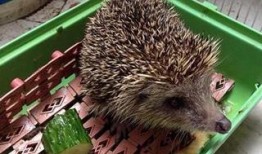 刺猬带全家吃瓜,共享夏日清凉时光