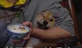 羊吃不吃大瓜,揭秘羊是否爱吃大瓜