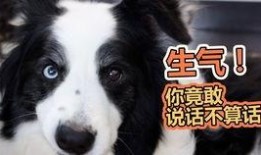 抓赌狗吃瓜,抓赌狗与吃瓜群众的较量