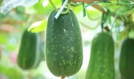 交城吃瓜说啥了,揭秘当地热门话题与民间舆论风向