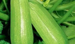 曼尼吃瓜,揭秘瓜界风云人物