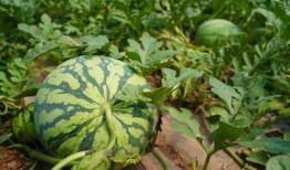 现在就出发吃瓜,畅享夏日吃瓜盛宴