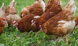 阿根廷进口的鸡瓜如何吃,阿根廷进口鸡瓜的多样食用指南