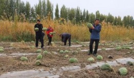 吃瓜群众岱岱宗