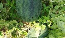 真人吃瓜动态,揭秘娱乐圈幕后真相