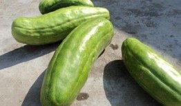 脆瓜怎么吃 脆瓜能吃吗,脆瓜的食用方法与安全性解析