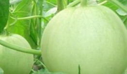 怀孕可以吃蓝瓜嘛,蓝瓜在孕期是否适宜食用