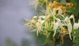 吃瓜的忍冬,探寻吃瓜者的忍冬世界