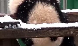 吃瓜小熊国外,揭秘国外娱乐圈的幕后故事