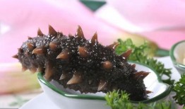 怎样吃海参怎样吃刺角瓜,海参与刺角瓜的养生搭配食谱