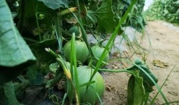 吃瓜不甜木,探寻瓜果种植的奥秘