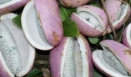 吃云南八月瓜,夏日里的甜蜜探险之旅