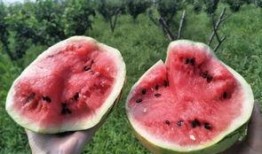 吃瓜群众营,揭秘吃瓜群众背后的狂欢世界