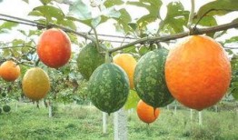 吊瓜适合减肥吃吗,减肥饮食中的天然利器